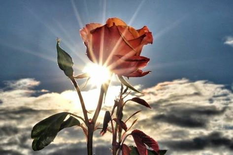 ROSE IN THE LIGHT!