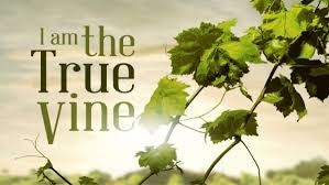VINE JOHN 15